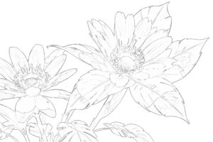 『花』大人の塗り絵【無料】- 深紫色の華やかな開花