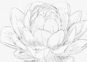 心を癒す「花の塗り絵」【塗り絵の無料ダウンロード】- 印刷・商用利用可